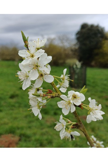 Prunus domestica ‘Persykova’ 